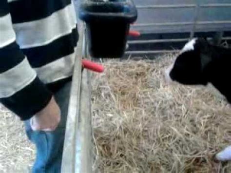 You licked harder, and you could taste the milk inside of the calf. . Farmers calf suck his dick